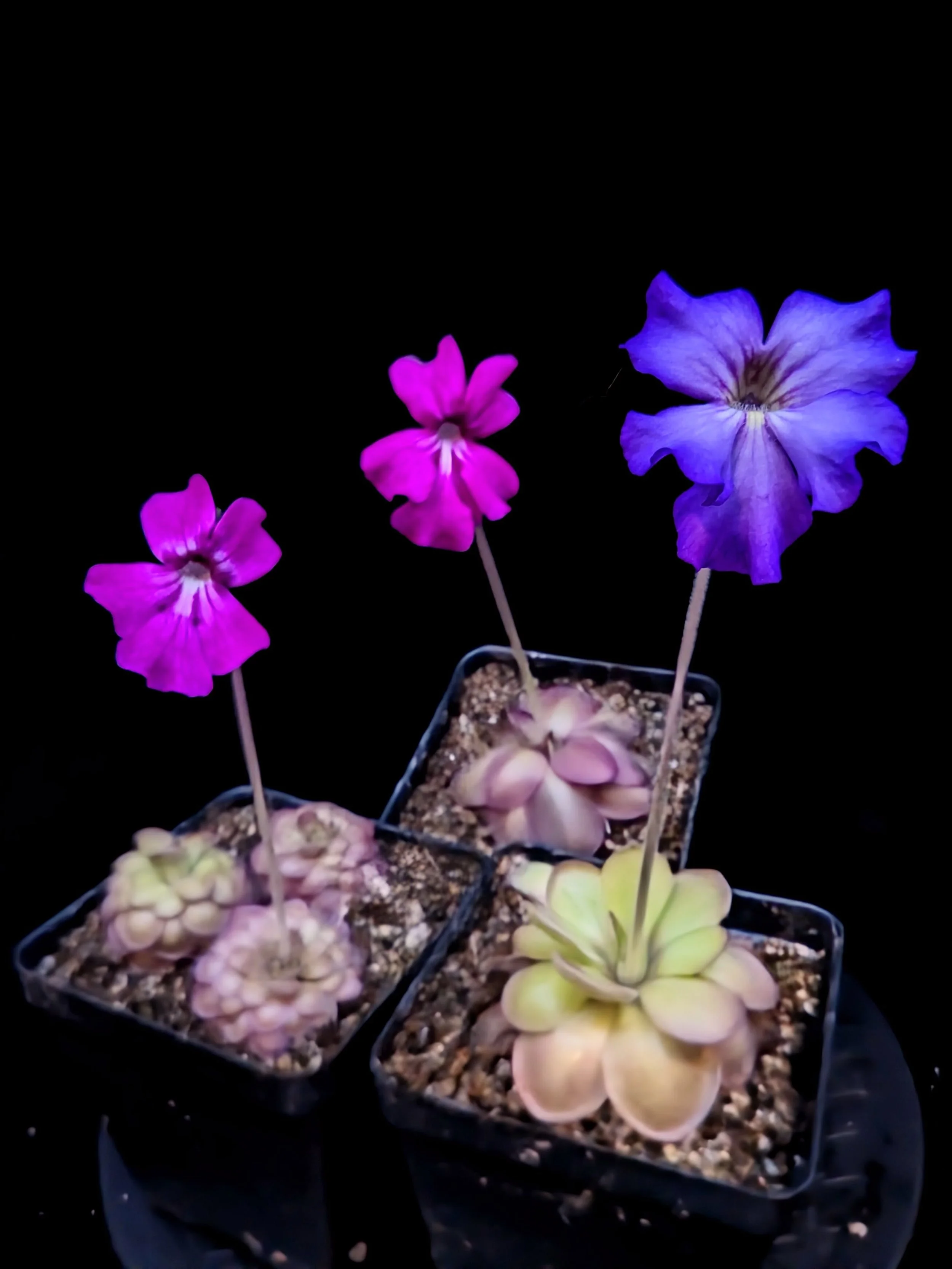 Pinguicula '''Chimera''' for Sale | Carnivorous Butterwort from